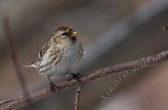 carduelis_flammea_flammea_h.jpg